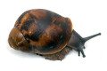 Archachatina marginata marginata Cameroon type 2 juvenil